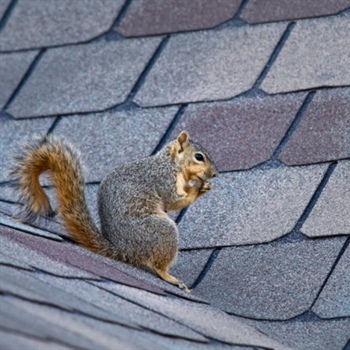 How to Stop Pests From Wreaking Havoc on Your Exterior in Minnesota