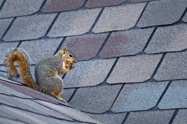 How to Stop Pests From Wreaking Havoc on Your Exterior in Minnesota