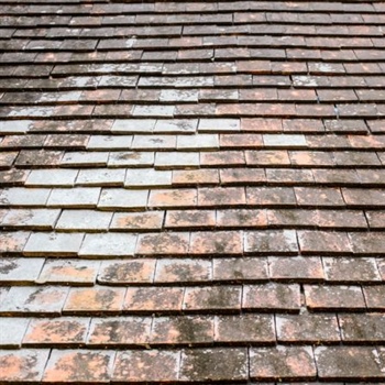 Mold on Your Roof: Causes and Solutions