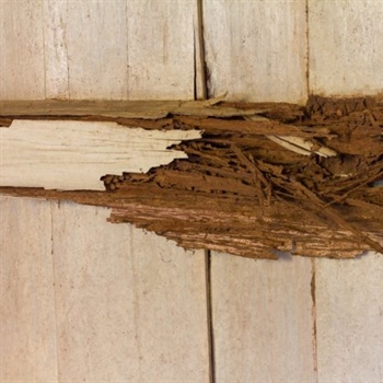 Dry Rot: Everything You Need to Know