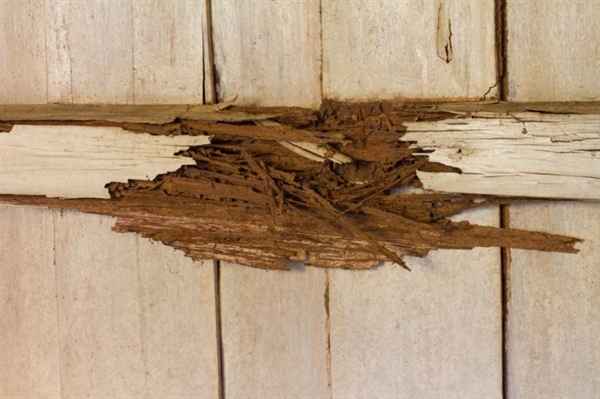 Dry Rot: Everything You Need to Know